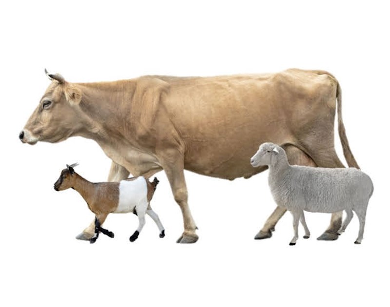 Gewusst wie: Verarbeitung von Schaf- und Ziegenmilch