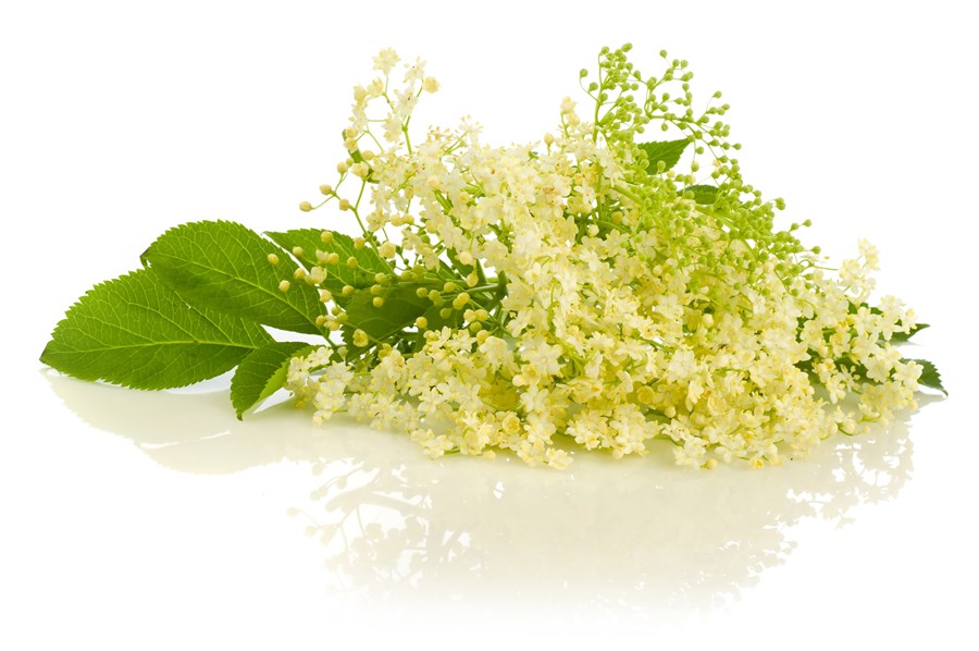 Holunderblüte kbA mit BIOLAND-Zucker