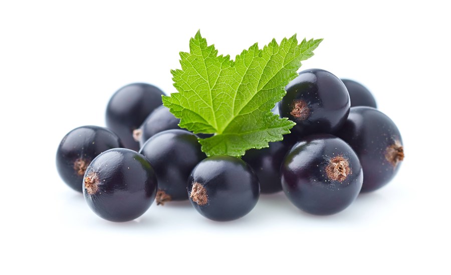 schwarze Johannisbeere kbA mit BIOLAND-Zucker
